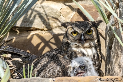 Athena Great Horned Owl 2025